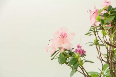 ​北方怎么养杜鹃花，北方养好杜鹃花的秘诀