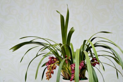 ​大花蕙兰花期多长，花期怎么养护