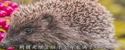 ​刺猬是什么动物