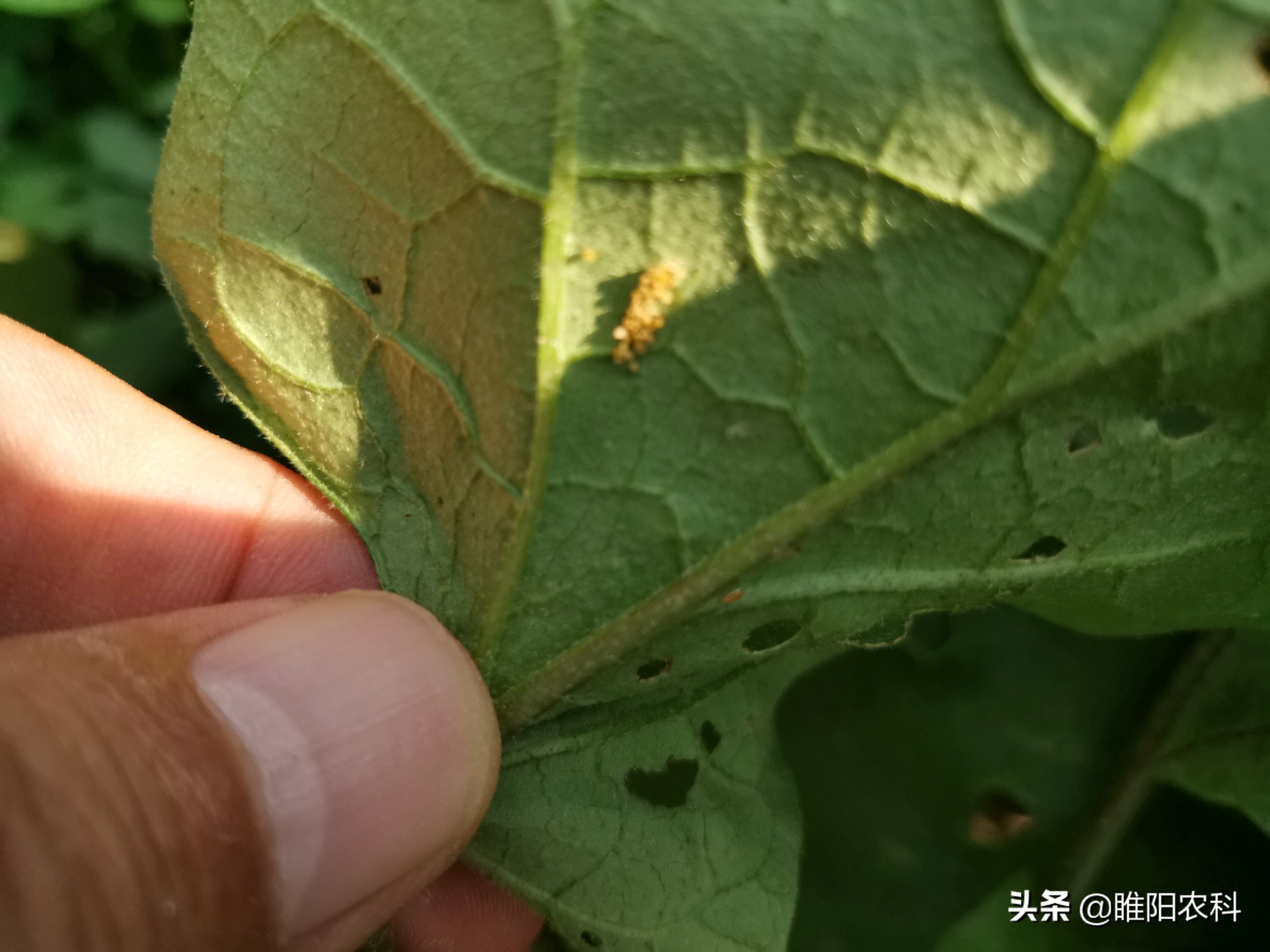 蚍虫林有什么功能（吡虫啉这5个黄金配方）