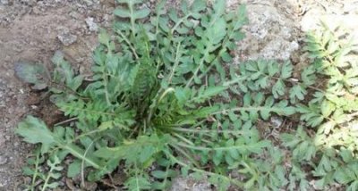 ​芨芨菜有什么营养什么功效(荠菜的功效与营养价值)