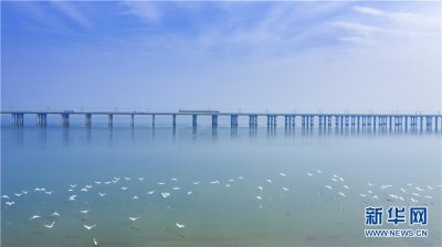 ​「“飞阅”中国」生态石臼湖：又见“候鸟天堂”