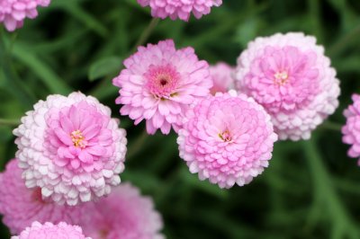 ​关于菊花的诗句（关于菊花的古诗10首）