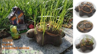 ​草苗龟的饲养方法（草头娃娃如何种植一只）