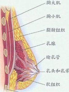 ​最大的罩杯是多少(最大的罩杯是多少吗)