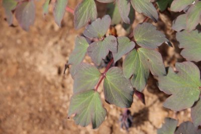 ​牡丹花有哪些花型