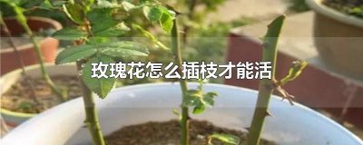 ​玫瑰花怎么插枝才能活