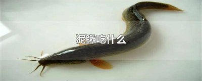 ​泥鳅吃什么 如何喂养 泥鳅吃什么饲料
