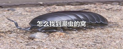 ​怎么找到潮虫的窝