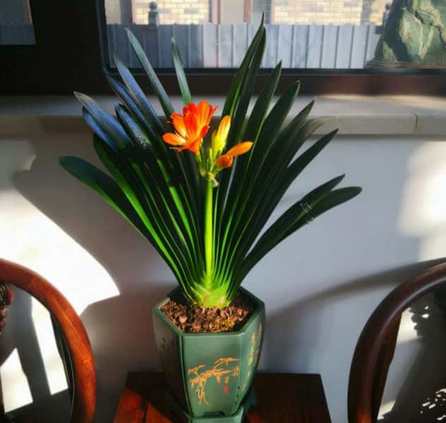 年宵花 那些花 寓意好（年宵花卉有哪些）