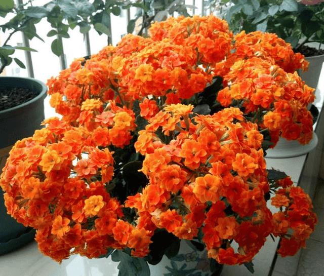 年宵花 那些花 寓意好（年宵花卉有哪些）