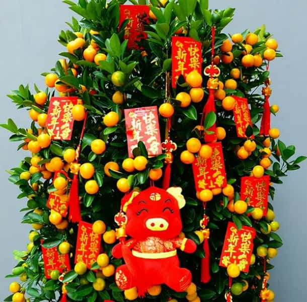 年宵花 那些花 寓意好（年宵花卉有哪些）