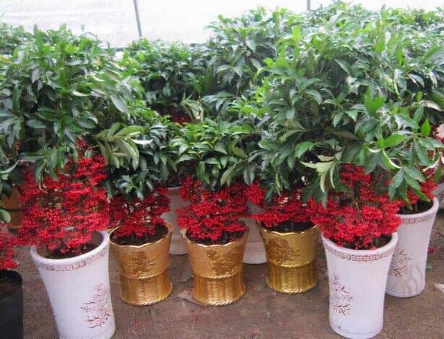 年宵花 那些花 寓意好（年宵花卉有哪些）