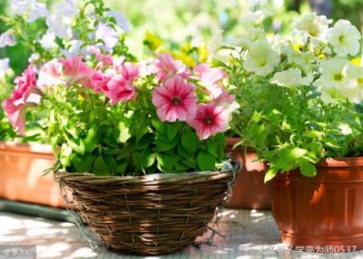 一进疼二进麻是什么谜底