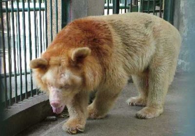 熊有尾巴吗?如何有又有多大多长,好奇问一下大熊有没有尾巴