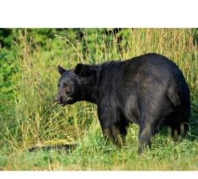 草莓熊有尾巴吗