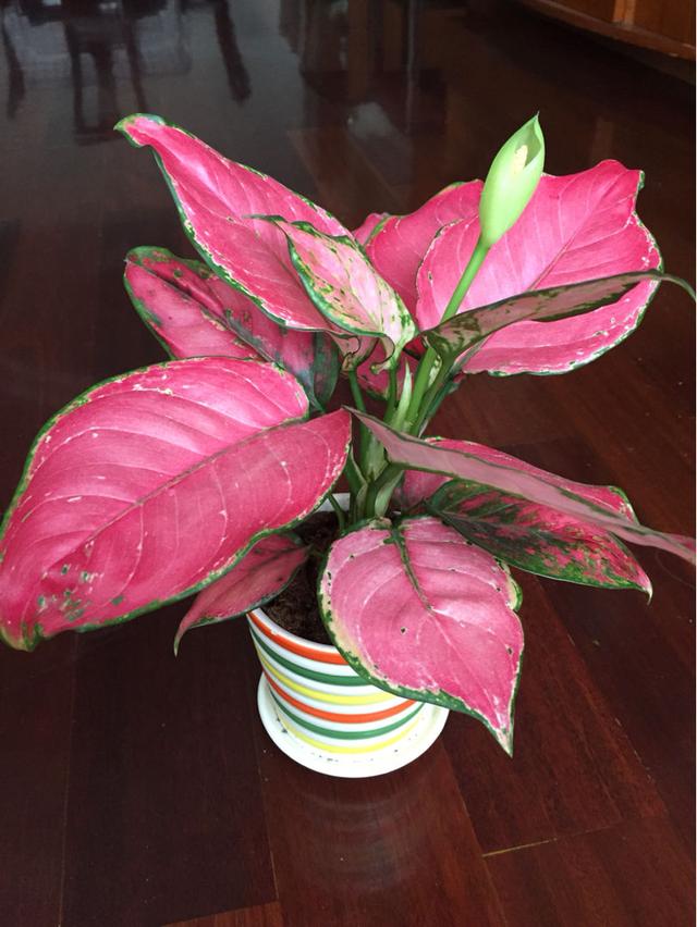 啥花放在室内净化空气好又好养(净化空气就养5种花)(3)