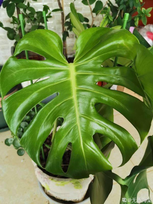 啥花放在室内净化空气好又好养(净化空气就养5种花)(2)