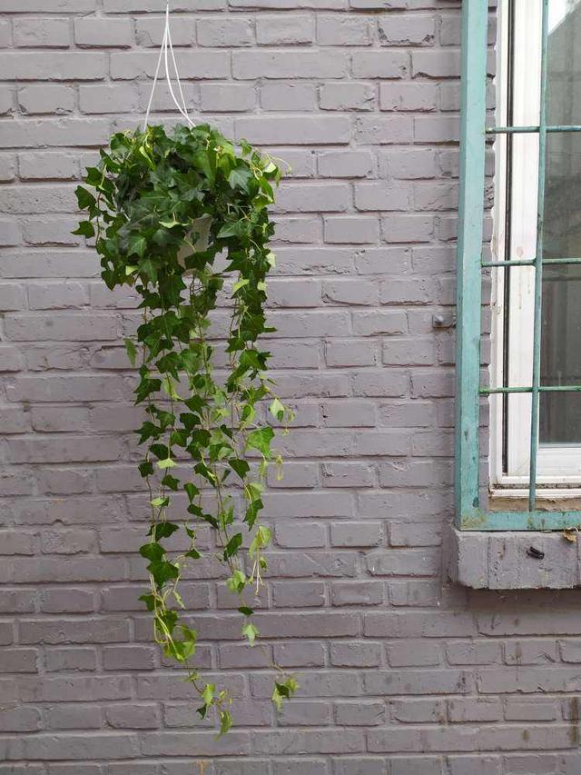 啥花放在室内净化空气好又好养(净化空气就养5种花)(8)