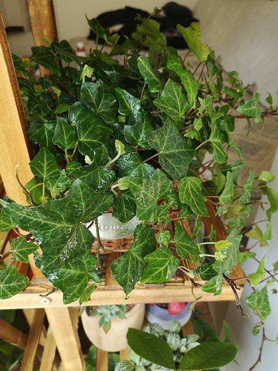 啥花放在室内净化空气好又好养(净化空气就养5种花)(7)