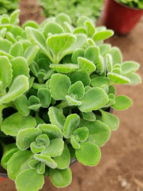 啥花放在室内净化空气好又好养(净化空气就养5种花)(4)