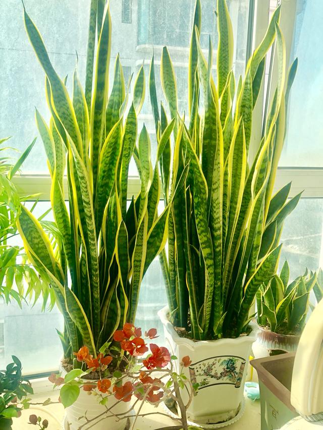 啥花放在室内净化空气好又好养(净化空气就养5种花)(5)