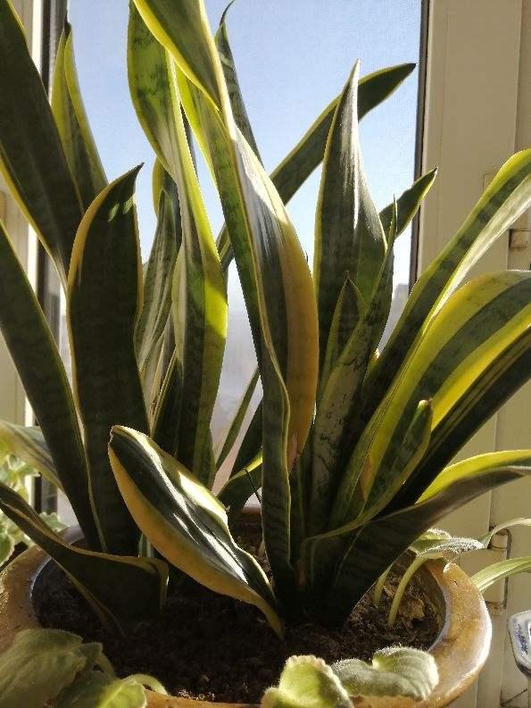 啥花放在室内净化空气好又好养(净化空气就养5种花)(6)