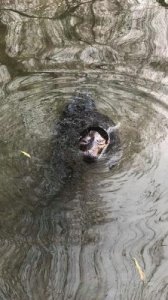 ​趵突泉养海豹 新闻(趵突泉养海豹脱口秀)