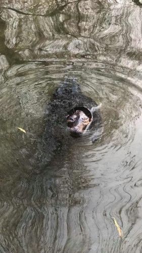 趵突泉养海豹 新闻(趵突泉养海豹脱口秀)-第1张图片-