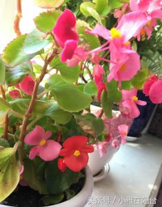 ​四季海棠花的养殖方法，使用三个小技巧，四季都开花不断