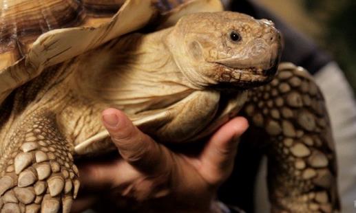 乌龟还有这样几个冷知识,你听说过吗