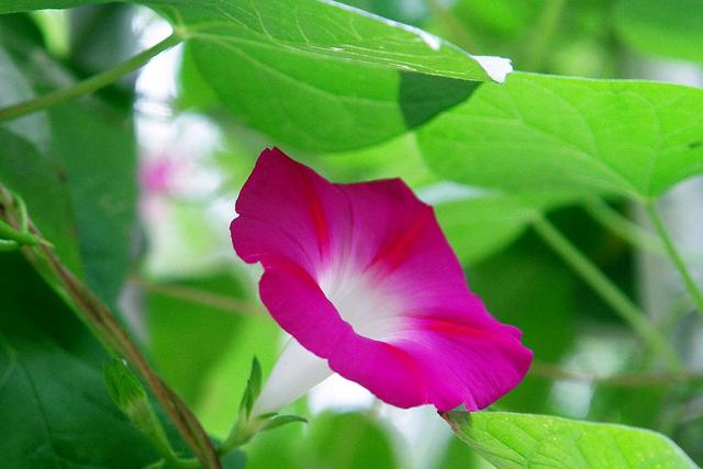 一日看尽长安花全诗及赏析(欣赏旧日时光里牵牛花的美丽和哀愁)(3)