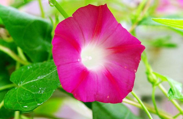 一日看尽长安花全诗及赏析(欣赏旧日时光里牵牛花的美丽和哀愁)(2)