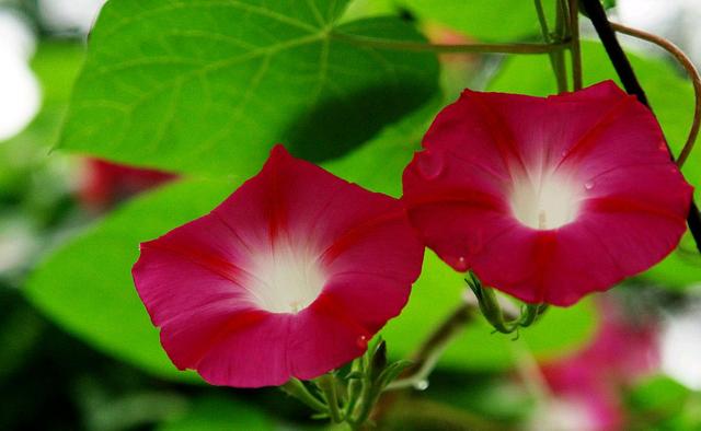 一日看尽长安花全诗及赏析(欣赏旧日时光里牵牛花的美丽和哀愁)(5)