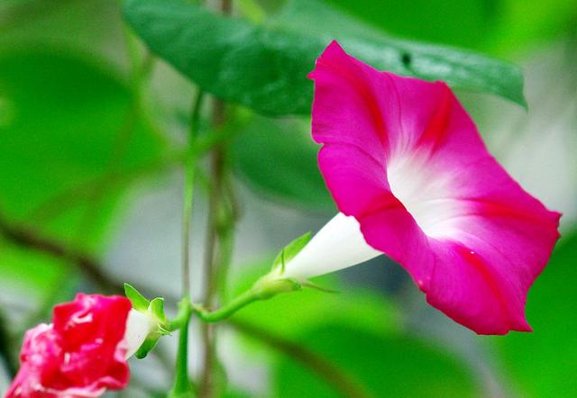 一日看尽长安花全诗及赏析(欣赏旧日时光里牵牛花的美丽和哀愁)(4)