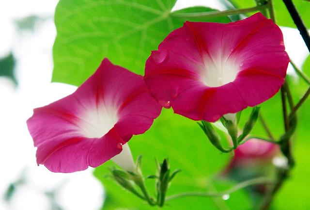 一日看尽长安花全诗及赏析(欣赏旧日时光里牵牛花的美丽和哀愁)(1)