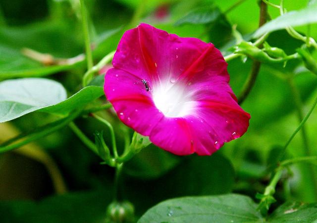 一日看尽长安花全诗及赏析(欣赏旧日时光里牵牛花的美丽和哀愁)(6)