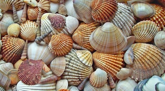 贝的由来,贝的由来和什么有关?图3