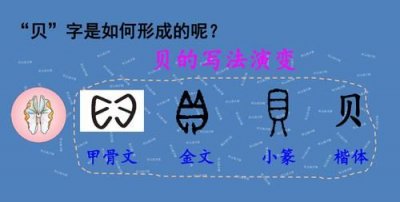 ​贝的由来，贝的由来和什么有关？