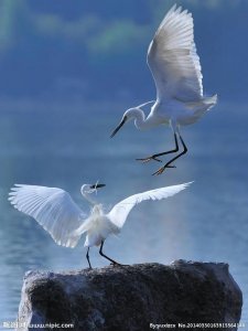 ​鹊桥仙赠鹭鸶翻译原文及翻译（鹊桥仙 赠鹭）