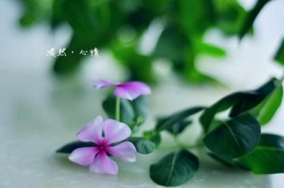 女人看淡一切的昵称2个字(女人看淡一切的昵称3个字)