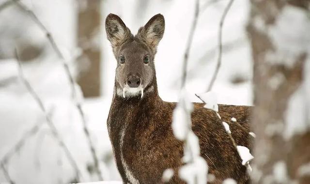 喜马拉雅山峰最新高度（10座8000米高峰汇聚于此）(46)