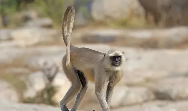 喜马拉雅山峰最新高度（10座8000米高峰汇聚于此）(47)