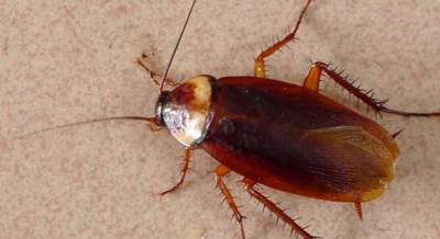 ​蟑螂在冰箱里能存活,蟑螂会跑到冰箱里面吗