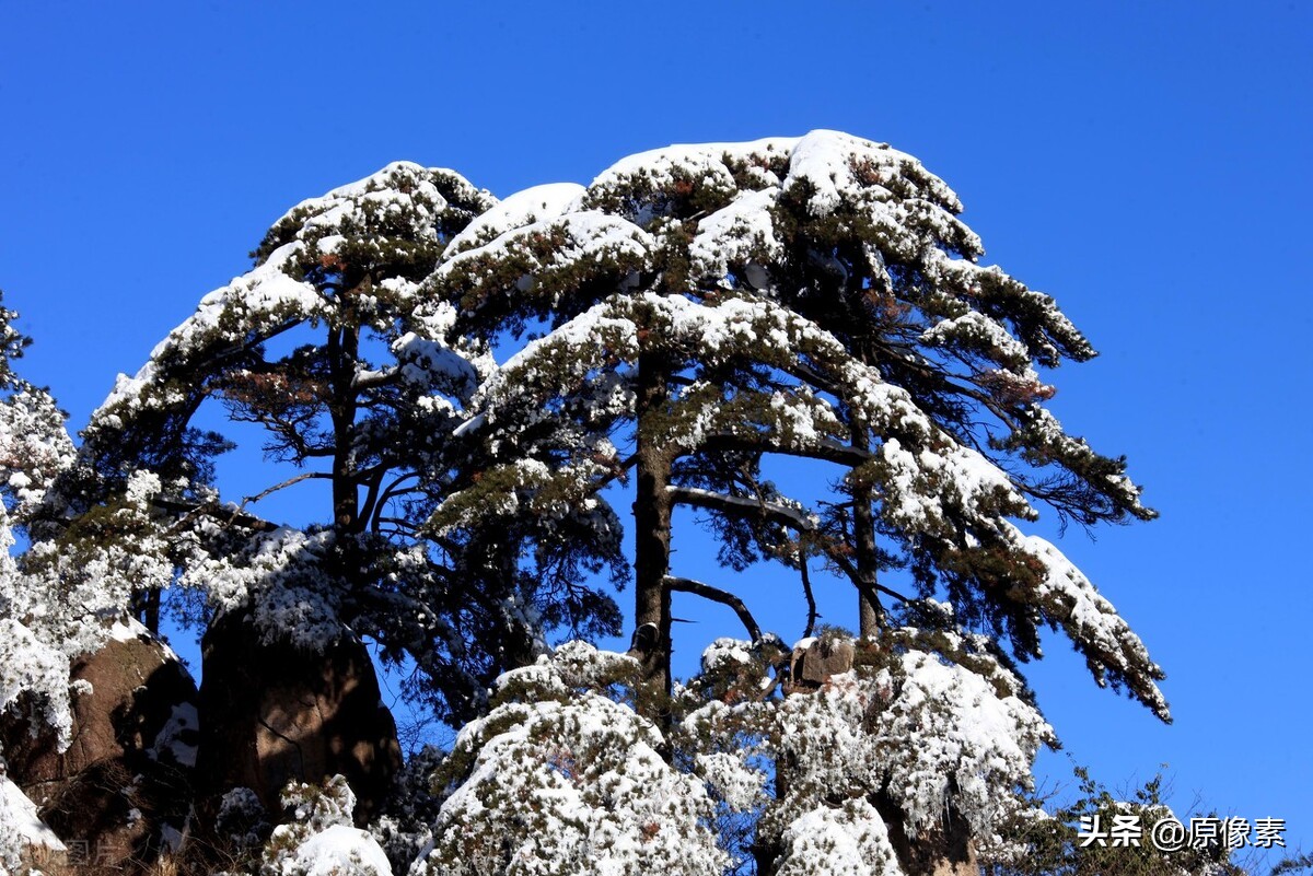 雪松的寓意是什么（树种的具体特征和功效介绍）