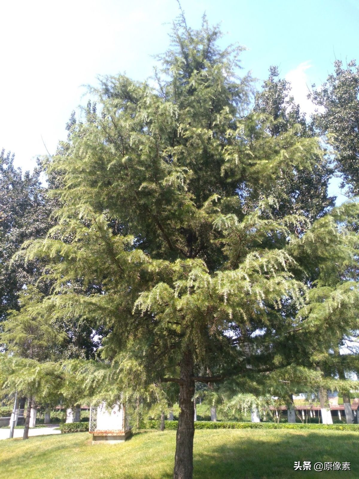 雪松的寓意是什么（树种的具体特征和功效介绍）