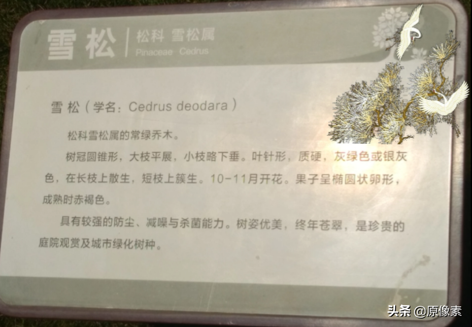 雪松的寓意是什么（树种的具体特征和功效介绍）