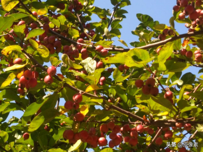 ​雪松的寓意是什么（树种的具体特征和功效介绍）