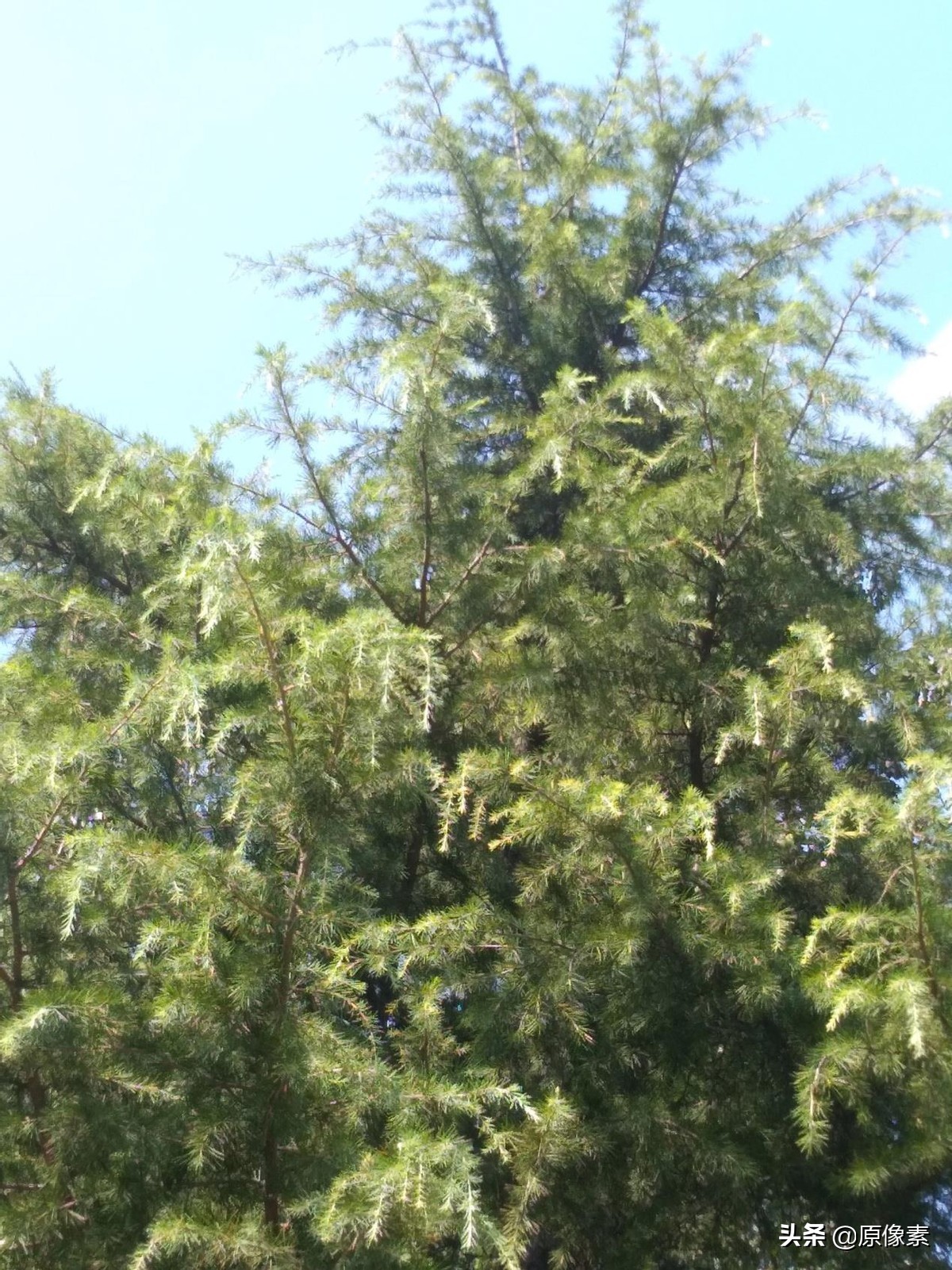 雪松的寓意是什么（树种的具体特征和功效介绍）