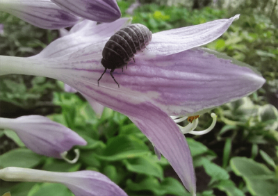 ​鼠妇吃什么(鼠妇是害虫还是益虫)